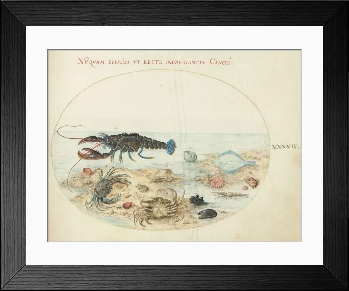 Framed Print : Animalia Aqvatilia et Cochiliata (Aqva): Plate XLIV, c. 1575 / 1580. Creator: Joris Hoefnagel Framed Print : Animalia Aqvatilia et Cochiliata (Aqva): Plate XLIV, c. 1575 / 1580. Creator: Joris Hoefnagel