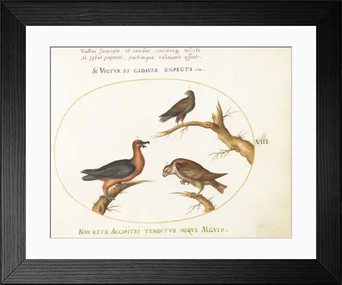 Framed Print : Animalia Volatilia et Amphibia (Aier): Plate VIII, c. 1575 / 1580. Creator: Joris Hoefnagel Framed Print : Animalia Volatilia et Amphibia (Aier): Plate VIII, c. 1575 / 1580. Creator: Joris Hoefnagel