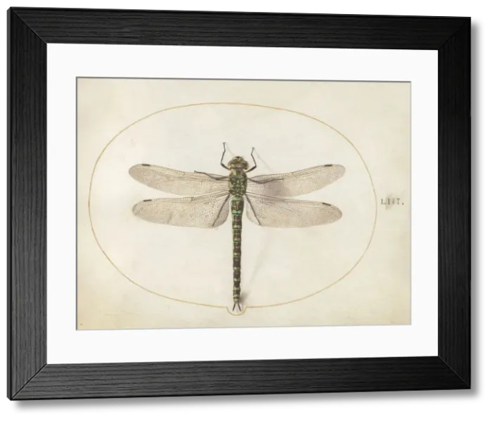 Framed Print : Plate 53: Dragonfly, c. 1575 / 1580. Creator: Joris Hoefnagel Framed Print : Plate 53: Dragonfly, c. 1575 / 1580. Creator: Joris Hoefnagel