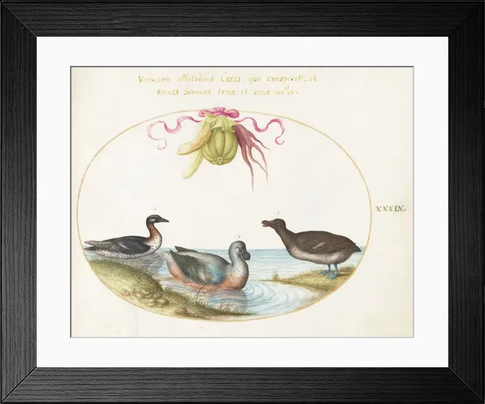 Framed Print : Animalia Volatilia et Amphibia (Aier): Plate XXXIX, c. 1575 / 1580. Creator: Joris Hoefnagel