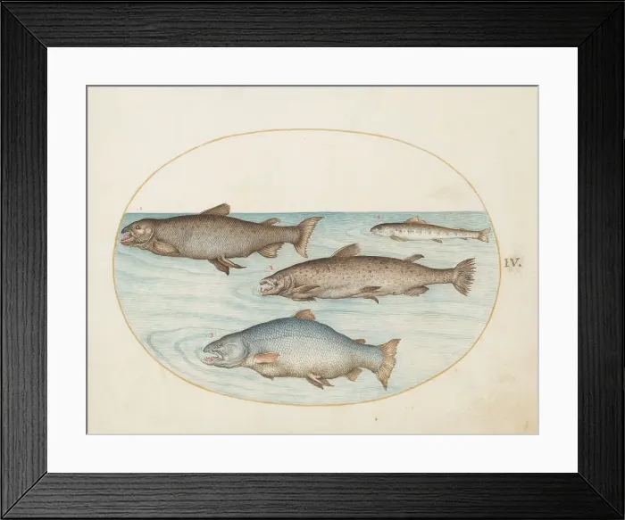 Framed Print : Animalia Aqvatilia et Cochiliata (Aqva): Plate IV, c. 1575 / 1580. Creator: Joris Hoefnagel Framed Print : Animalia Aqvatilia et Cochiliata (Aqva): Plate IV, c. 1575 / 1580. Creator: Joris Hoefnagel