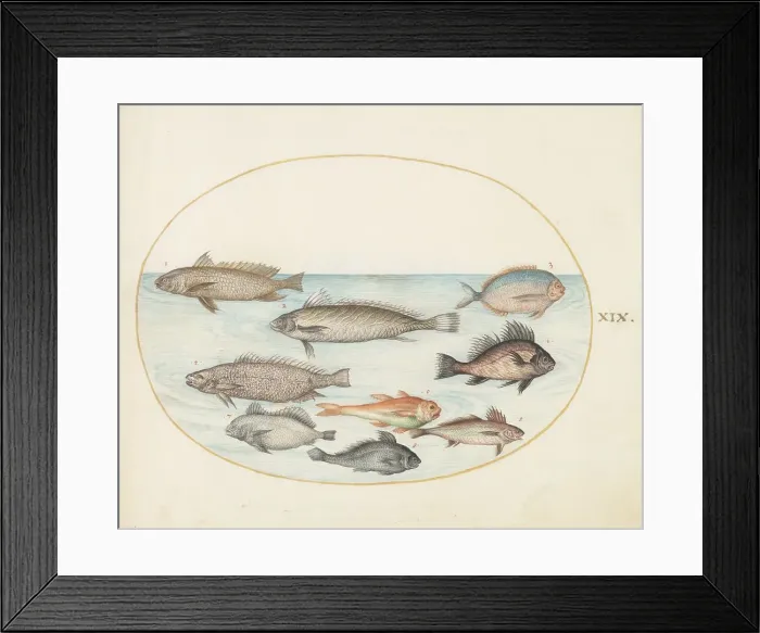 Framed Print : Animalia Aqvatilia et Cochiliata (Aqva): Plate XIX, c. 1575 / 1580. Creator: Joris Hoefnagel Framed Print : Animalia Aqvatilia et Cochiliata (Aqva): Plate XIX, c. 1575 / 1580. Creator: Joris Hoefnagel