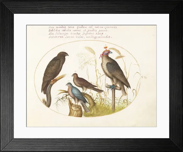 Framed Print : Animalia Volatilia et Amphibia (Aier): Plate VI, c. 1575 / 1580. Creator: Joris Hoefnagel