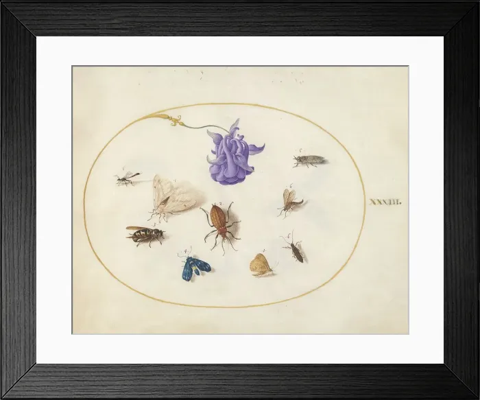 Framed Print : Plate 33: Moth and Butterfly with other Insects and a Columbine Flower, c. 1575 / 1580. Creator: Joris Hoefnagel Framed Print : Plate 33: Moth and Butterfly with other Insects and a Columbine Flower, c. 1575 / 1580. Creator: Joris Hoefnagel