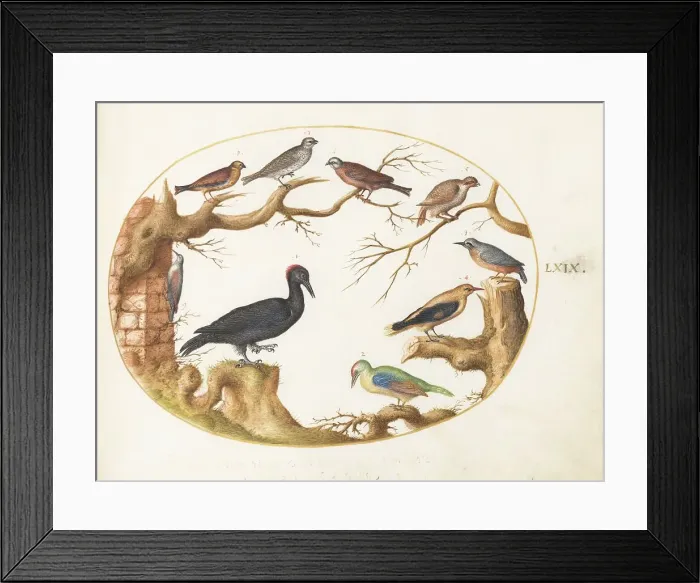 Framed Print : Animalia Volatilia et Amphibia (Aier): Plate LXIX, c. 1575 / 1580. Creator: Joris Hoefnagel Framed Print : Animalia Volatilia et Amphibia (Aier): Plate LXIX, c. 1575 / 1580. Creator: Joris Hoefnagel