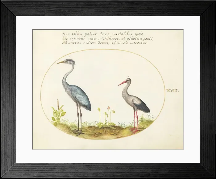 Framed Print : Animalia Volatilia et Amphibia (Aier): Plate XVIII, c. 1575 / 1580. Creator: Joris Hoefnagel Framed Print : Animalia Volatilia et Amphibia (Aier): Plate XVIII, c. 1575 / 1580. Creator: Joris Hoefnagel