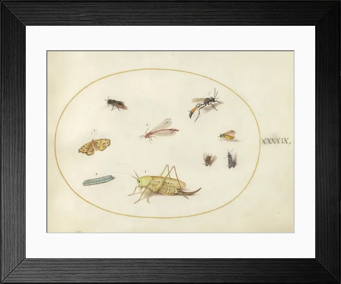 Framed Print : Plate 49: A Grasshopper, a Caterpillar, a Butterfly, a Moth, and Other Insects, c. 1575 / 1580. Creator: Joris Hoefnagel Framed Print : Plate 49: A Grasshopper, a Caterpillar, a Butterfly, a Moth, and Other Insects, c. 1575 / 1580. Creator: Joris Hoefnagel