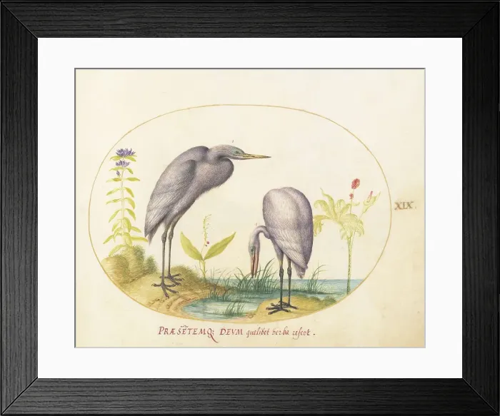 Framed Print : Animalia Volatilia et Amphibia (Aier): Plate XIX, c. 1575 / 1580. Creator: Joris Hoefnagel
