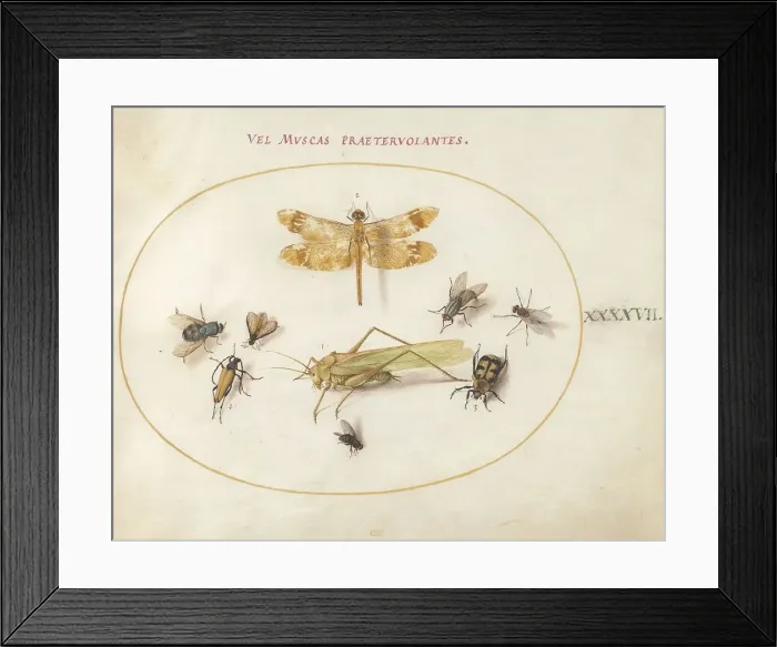 Framed Print : Plate 47: A Dragonfly, a Grasshopper, Flies, and Other Insects, c. 1575 / 1580. Creator: Joris Hoefnagel Framed Print : Plate 47: A Dragonfly, a Grasshopper, Flies, and Other Insects, c. 1575 / 1580. Creator: Joris Hoefnagel