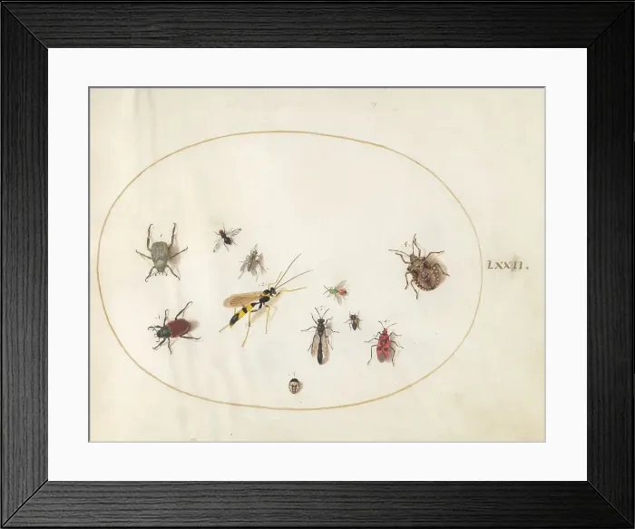 Framed Print : Plate 72: Shield Bug, Wasp, and Other Insects, c. 1575 / 1580. Creator: Joris Hoefnagel Framed Print : Plate 72: Shield Bug, Wasp, and Other Insects, c. 1575 / 1580. Creator: Joris Hoefnagel