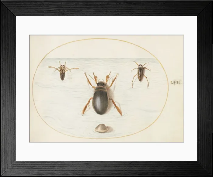 Framed Print : Animalia Aqvatilia et Cochiliata (Aqva): Plate LVII, c. 1575 / 1580. Creator: Joris Hoefnagel Framed Print : Animalia Aqvatilia et Cochiliata (Aqva): Plate LVII, c. 1575 / 1580. Creator: Joris Hoefnagel