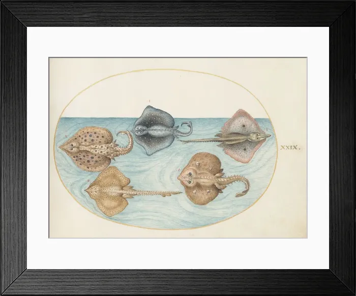 Framed Print : Animalia Aqvatilia et Cochiliata (Aqva): Plate XXIX, c. 1575 / 1580. Creator: Joris Hoefnagel Framed Print : Animalia Aqvatilia et Cochiliata (Aqva): Plate XXIX, c. 1575 / 1580. Creator: Joris Hoefnagel
