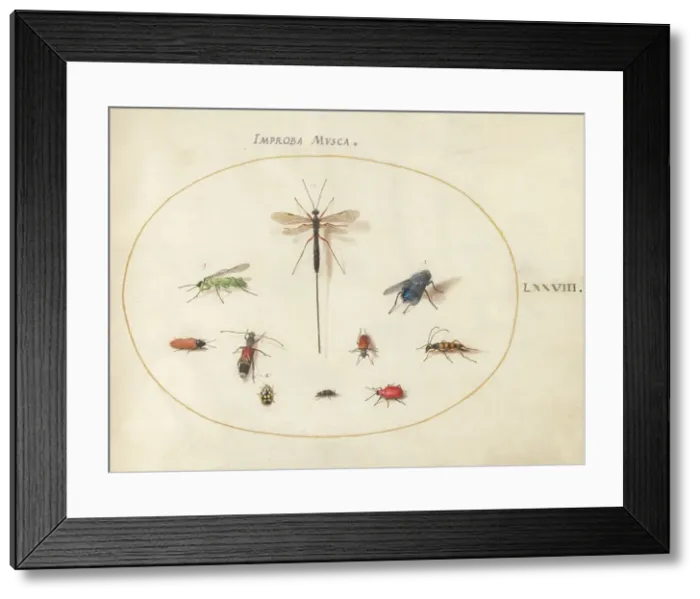 Framed Print : Plate 78: Ten Insects, Including a Blue Fly, c. 1575 / 1580. Creator: Joris Hoefnagel Framed Print : Plate 78: Ten Insects, Including a Blue Fly, c. 1575 / 1580. Creator: Joris Hoefnagel