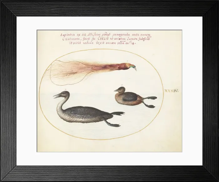 Framed Print : Animalia Volatilia et Amphibia (Aier): Plate XXXIV, c. 1575 / 1580. Creator: Joris Hoefnagel Framed Print : Animalia Volatilia et Amphibia (Aier): Plate XXXIV, c. 1575 / 1580. Creator: Joris Hoefnagel