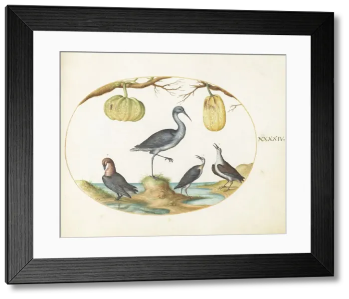 Framed Print : Animalia Volatilia et Amphibia (Aier): Plate XLIV, c. 1575 / 1580. Creator: Joris Hoefnagel Framed Print : Animalia Volatilia et Amphibia (Aier): Plate XLIV, c. 1575 / 1580. Creator: Joris Hoefnagel