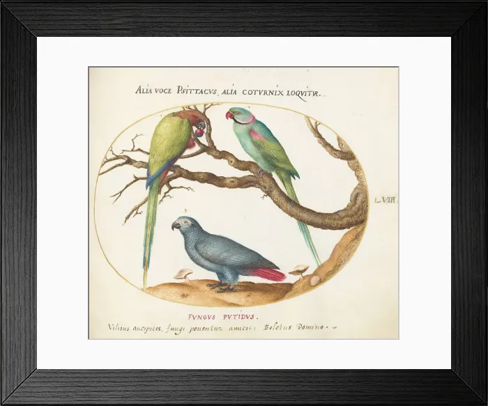 Framed Print : Animalia Volatilia et Amphibia (Aier): Plate LVIII, c. 1575 / 1580. Creator: Joris Hoefnagel Framed Print : Animalia Volatilia et Amphibia (Aier): Plate LVIII, c. 1575 / 1580. Creator: Joris Hoefnagel