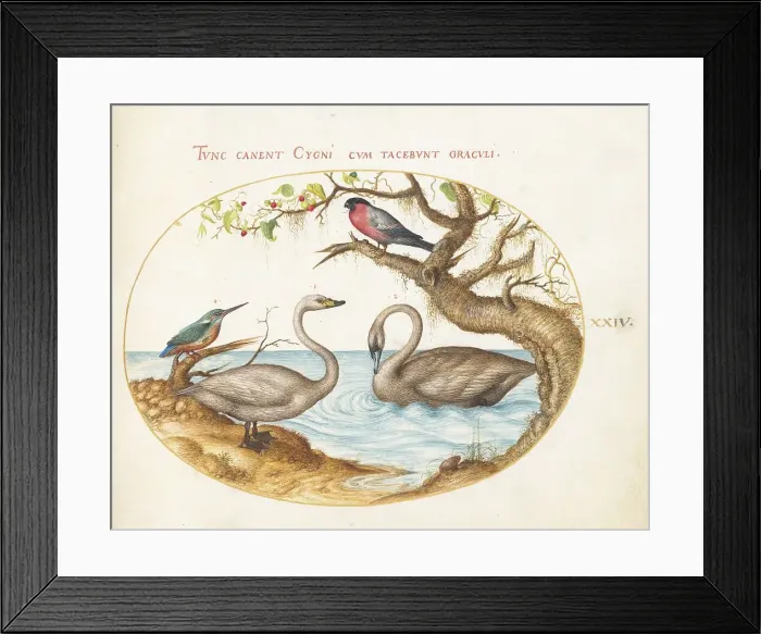 Framed Print : Animalia Volatilia et Amphibia (Aier): Plate XXIV, c. 1575 / 1580. Creator: Joris Hoefnagel Framed Print : Animalia Volatilia et Amphibia (Aier): Plate XXIV, c. 1575 / 1580. Creator: Joris Hoefnagel