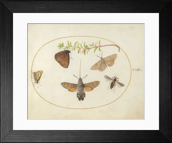 Framed Print : Plate 23: Hawk Moth, Butterflies, and Other Insects around a Snowberry Sprig, c. 1575 / 1580. Creator: Joris Hoefnagel Framed Print : Plate 23: Hawk Moth, Butterflies, and Other Insects around a Snowberry Sprig, c. 1575 / 1580. Creator: Joris Hoefnagel
