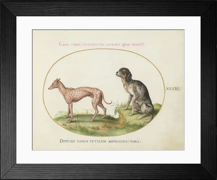 Framed Print : Animalia Qvadrvpedia et Reptilia (Terra): Plate XXXVI, c. 1575 / 1580. Creator: Joris Hoefnagel Framed Print : Animalia Qvadrvpedia et Reptilia (Terra): Plate XXXVI, c. 1575 / 1580. Creator: Joris Hoefnagel