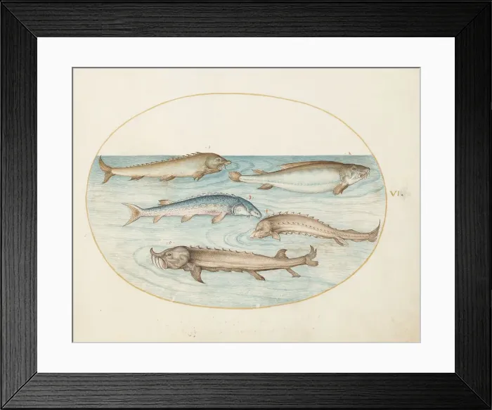 Framed Print : Animalia Aqvatilia et Cochiliata (Aqva): Plate VI, c. 1575 / 1580. Creator: Joris Hoefnagel Framed Print : Animalia Aqvatilia et Cochiliata (Aqva): Plate VI, c. 1575 / 1580. Creator: Joris Hoefnagel