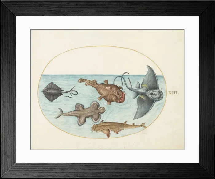 Framed Print : Animalia Aqvatilia et Cochiliata (Aqva): Plate XXIV, c. 1575 / 1580. Creator: Joris Hoefnagel Framed Print : Animalia Aqvatilia et Cochiliata (Aqva): Plate XXIV, c. 1575 / 1580. Creator: Joris Hoefnagel