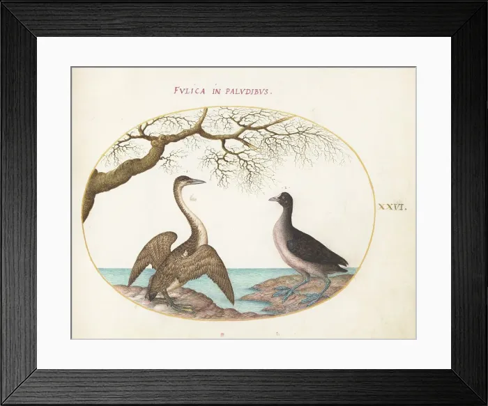 Framed Print : Animalia Volatilia et Amphibia (Aier): Plate XXVI, c. 1575 / 1580. Creator: Joris Hoefnagel Framed Print : Animalia Volatilia et Amphibia (Aier): Plate XXVI, c. 1575 / 1580. Creator: Joris Hoefnagel