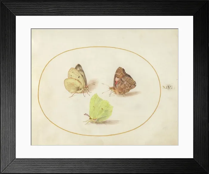 Framed Print : Plate 14: Three Butterflies, c. 1575 / 1580. Creator: Joris Hoefnagel Framed Print : Plate 14: Three Butterflies, c. 1575 / 1580. Creator: Joris Hoefnagel