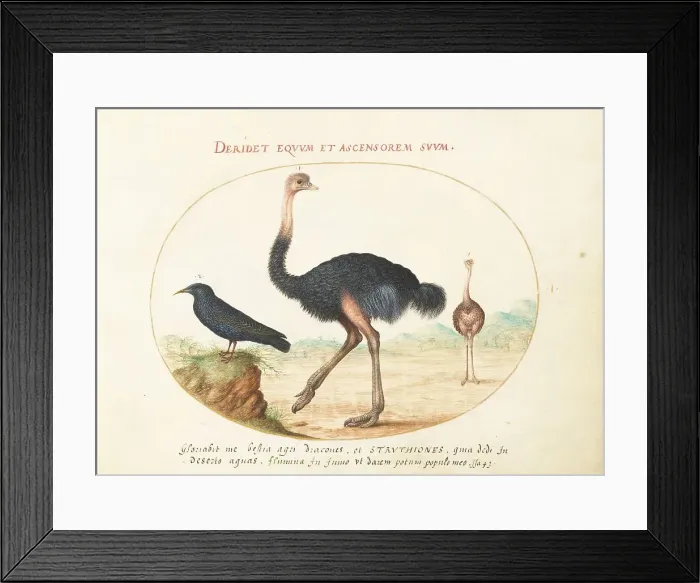 Framed Print : Animalia Volatilia et Amphibia (Aier): Plate I, c. 1575 / 1580. Creator: Joris Hoefnagel Framed Print : Animalia Volatilia et Amphibia (Aier): Plate I, c. 1575 / 1580. Creator: Joris Hoefnagel
