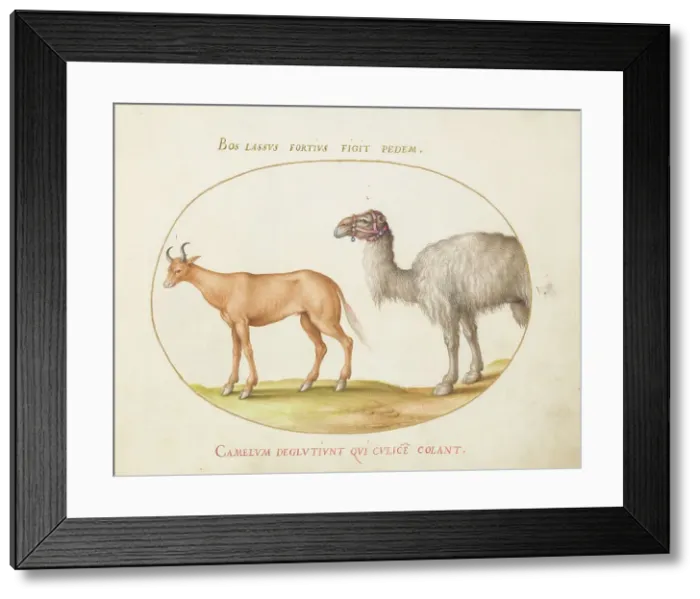 Framed Print : Animalia Qvadrvpedia et Reptilia (Terra): Plate V, c. 1575 / 1580. Creator: Joris Hoefnagel Framed Print : Animalia Qvadrvpedia et Reptilia (Terra): Plate V, c. 1575 / 1580. Creator: Joris Hoefnagel