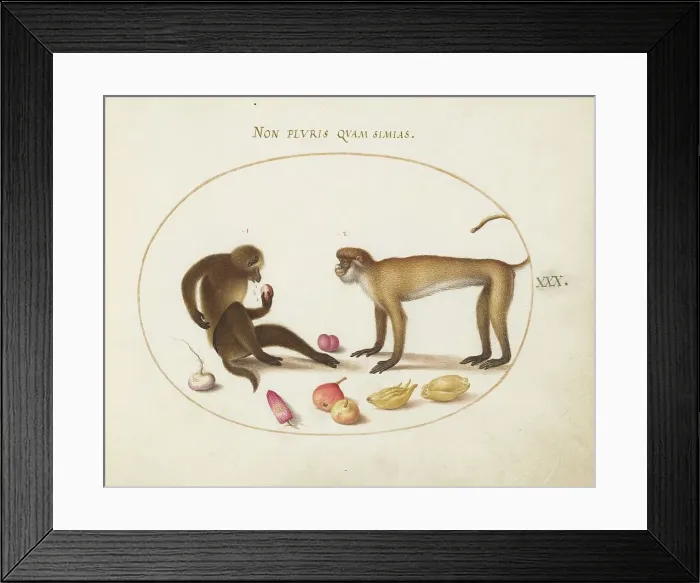 Framed Print : Animalia Qvadrvpedia et Reptilia (Terra): Plate XXX, c. 1575 / 1580. Creator: Joris Hoefnagel Framed Print : Animalia Qvadrvpedia et Reptilia (Terra): Plate XXX, c. 1575 / 1580. Creator: Joris Hoefnagel