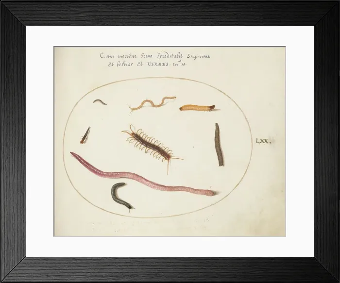 Framed Print : Animalia Qvadrvpedia et Reptilia (Terra): Plate LXX, c. 1575 / 1580. Creator: Joris Hoefnagel Framed Print : Animalia Qvadrvpedia et Reptilia (Terra): Plate LXX, c. 1575 / 1580. Creator: Joris Hoefnagel