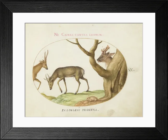 Framed Print : Animalia Qvadrvpedia et Reptilia (Terra): Plate XX, c. 1575 / 1580. Creator: Joris Hoefnagel Framed Print : Animalia Qvadrvpedia et Reptilia (Terra): Plate XX, c. 1575 / 1580. Creator: Joris Hoefnagel