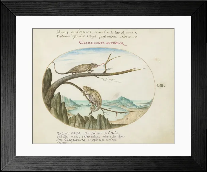 Framed Print : Animalia Qvadrvpedia et Reptilia (Terra): Plate LIII, c. 1575 / 1580. Creator: Joris Hoefnagel Framed Print : Animalia Qvadrvpedia et Reptilia (Terra): Plate LIII, c. 1575 / 1580. Creator: Joris Hoefnagel
