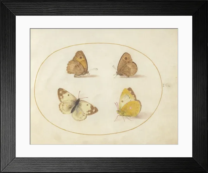 Framed Print : Plate 9: Four Butterflies, c. 1575 / 1580. Creator: Joris Hoefnagel Framed Print : Plate 9: Four Butterflies, c. 1575 / 1580. Creator: Joris Hoefnagel