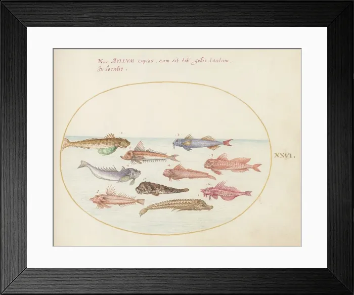 Framed Print : Animalia Aqvatilia et Cochiliata (Aqva): Plate XXVI, c. 1575 / 1580. Creator: Joris Hoefnagel Framed Print : Animalia Aqvatilia et Cochiliata (Aqva): Plate XXVI, c. 1575 / 1580. Creator: Joris Hoefnagel