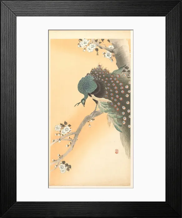 Framed Print : Peacock on cherry tree. Creator: Ohara, Koson (1877-1945) Framed Print : Peacock on cherry tree. Creator: Ohara, Koson (1877-1945)