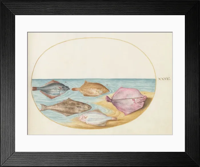 Framed Print : Animalia Aqvatilia et Cochiliata (Aqva): Plate XXXV, c. 1575 / 1580. Creator: Joris Hoefnagel Framed Print : Animalia Aqvatilia et Cochiliata (Aqva): Plate XXXV, c. 1575 / 1580. Creator: Joris Hoefnagel