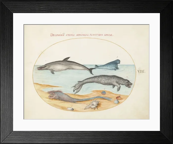 Framed Print : Animalia Aqvatilia et Cochiliata (Aqva): Plate VIII, c. 1575 / 1580. Creator: Joris Hoefnagel Framed Print : Animalia Aqvatilia et Cochiliata (Aqva): Plate VIII, c. 1575 / 1580. Creator: Joris Hoefnagel