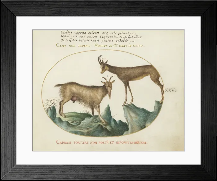 Framed Print : Animalia Qvadrvpedia et Reptilia (Terra): Plate XXV, c. 1575 / 1580. Creator: Joris Hoefnagel Framed Print : Animalia Qvadrvpedia et Reptilia (Terra): Plate XXV, c. 1575 / 1580. Creator: Joris Hoefnagel