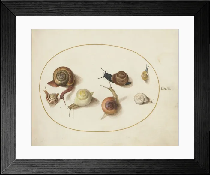 Framed Print : Animalia Qvadrvpedia et Reptilia (Terra): Plate LXIV, c. 1575 / 1580. Creator: Joris Hoefnagel Framed Print : Animalia Qvadrvpedia et Reptilia (Terra): Plate LXIV, c. 1575 / 1580. Creator: Joris Hoefnagel