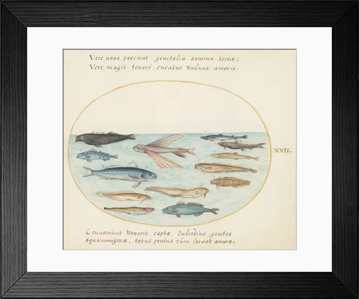 Framed Print : Animalia Aqvatilia et Cochiliata (Aqva): Plate XXII, c. 1575 / 1580. Creator: Joris Hoefnagel Framed Print : Animalia Aqvatilia et Cochiliata (Aqva): Plate XXII, c. 1575 / 1580. Creator: Joris Hoefnagel