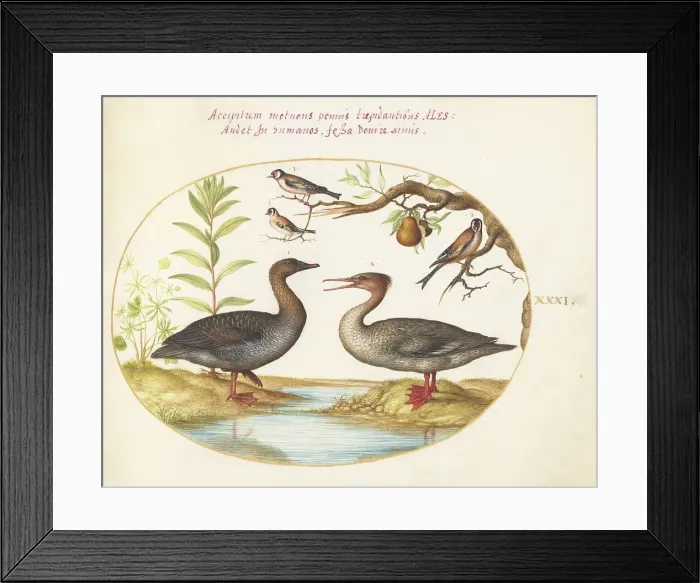 Framed Print : Animalia Volatilia et Amphibia (Aier): Plate XXXI, c. 1575 / 1580. Creator: Joris Hoefnagel Framed Print : Animalia Volatilia et Amphibia (Aier): Plate XXXI, c. 1575 / 1580. Creator: Joris Hoefnagel