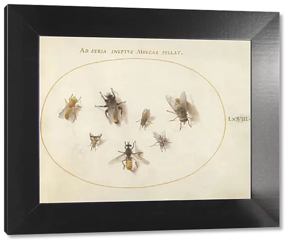 Plate 68: Seven Bees and Flies, c. 1575 / 1580. Creator: Joris Hoefnagel