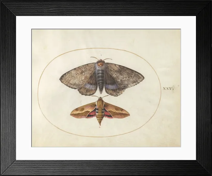 Framed Print : Plate 25: Blue Underwing Moth and Spurge Hawk Moth, c. 1575 / 1580. Creator: Joris Hoefnagel Framed Print : Plate 25: Blue Underwing Moth and Spurge Hawk Moth, c. 1575 / 1580. Creator: Joris Hoefnagel