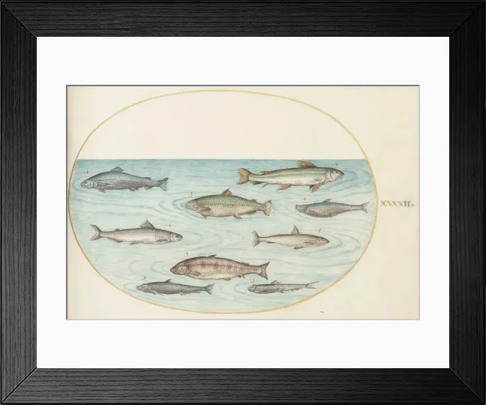 Framed Print : Animalia Aqvatilia et Cochiliata (Aqva): Plate XLII, c. 1575 / 1580. Creator: Joris Hoefnagel Framed Print : Animalia Aqvatilia et Cochiliata (Aqva): Plate XLII, c. 1575 / 1580. Creator: Joris Hoefnagel