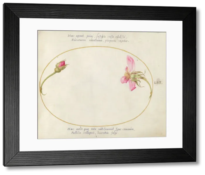 Framed Print : Plate 56: A Rosebud and a Disintegrating Pink Rose, c. 1575 / 1580. Creator: Joris Hoefnagel Framed Print : Plate 56: A Rosebud and a Disintegrating Pink Rose, c. 1575 / 1580. Creator: Joris Hoefnagel