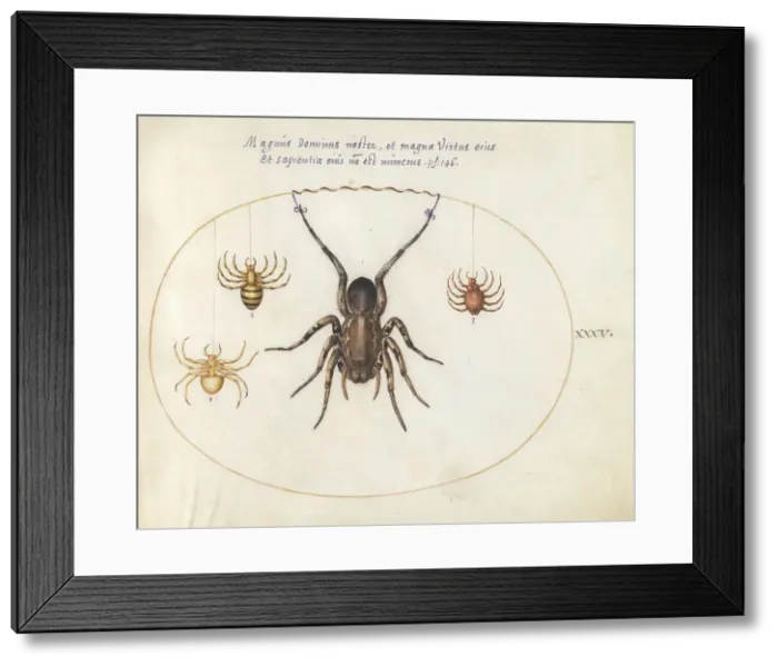 Framed Print : Plate 34: Four Spiders, c. 1575 / 1580. Creator: Joris Hoefnagel Framed Print : Plate 34: Four Spiders, c. 1575 / 1580. Creator: Joris Hoefnagel