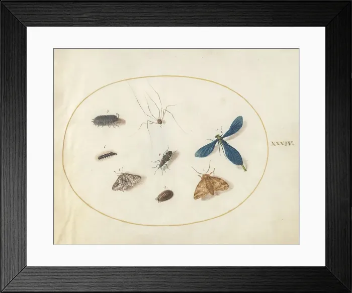 Framed Print : Plate 34: Two Moths with a Spider, a Caterpillar, and Four Other Insects, c. 1575 / 1580. Creator: Joris Hoefnagel Framed Print : Plate 34: Two Moths with a Spider, a Caterpillar, and Four Other Insects, c. 1575 / 1580. Creator: Joris Hoefnagel