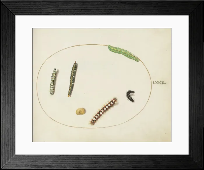 Framed Print : Animalia Qvadrvpedia et Reptilia (Terra): Plate LXVIII, c. 1575 / 1580. Creator: Joris Hoefnagel Framed Print : Animalia Qvadrvpedia et Reptilia (Terra): Plate LXVIII, c. 1575 / 1580. Creator: Joris Hoefnagel