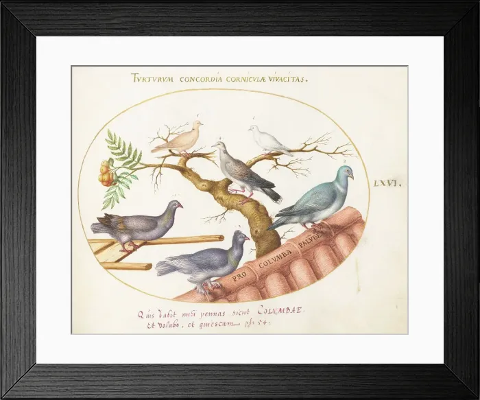 Framed Print : Animalia Volatilia et Amphibia (Aier): Plate LXVI, c. 1575 / 1580. Creator: Joris Hoefnagel Framed Print : Animalia Volatilia et Amphibia (Aier): Plate LXVI, c. 1575 / 1580. Creator: Joris Hoefnagel